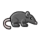 rat